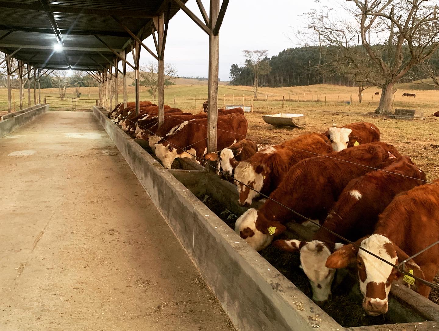 Lote de gado Hereford e Braford no cocho da cabanha